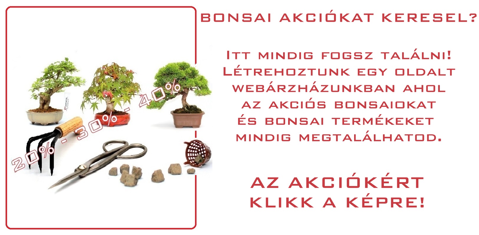 akcios bonsai termekek bonsaj sales